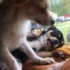 2crazychis
