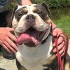 Dora the dog