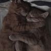 🐈🐈‍⬛