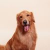 Aki the Goldie