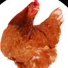 kajni kuperenca 🐔🐔🐔🐔🐔