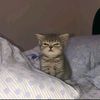 AntzFN