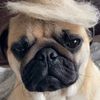 Arthur Pug