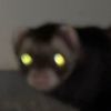 BrucetheFerret