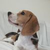 Beaglestar