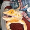 beardie gaming