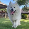 becausedogs