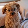 Benji the cavapoo