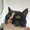 BenniTheBlindCat