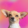 Bambina the Chihuahua