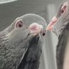birdsofblackgold