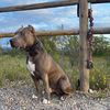 BlueDpit