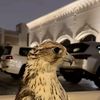 ِ