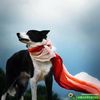 borderdog3
