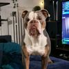 Buddy