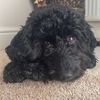 BumbleTheCockapoo