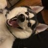 Byron the Pomsky