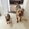 Chico & Cookie
