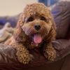 Cady Fay Cockapoo