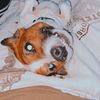CaptJackPupper