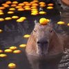 Capybara🇵🇱🇦🇹