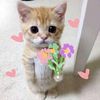 Cat.meme.guy