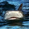 Cool.Shark__Editz