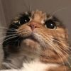 Caitlin