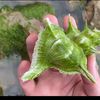 catching_seafood 0