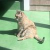 CatFluff ShuShu