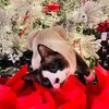 Cats of Mystery