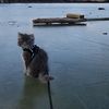 catstuff