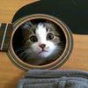 cats <3
