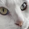 Chessinator, Chess Nation, Cat