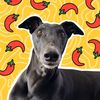 chilli the greyhound 🌶️