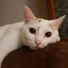 choupithecat