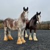 CM Equestrian