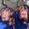 Moose & Banjo