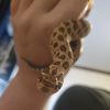 Ketchup the Hognose