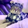 Mickey “El Gato Cholo”