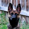 Crimson.Ridge.Kennels