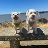 Pascal Max & Ollie