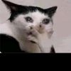 @D@yith/M.LL.A