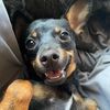 DeanieBug