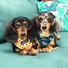 Digit & Pip