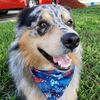 Dodge the Aussie