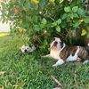 dogsofclananders99