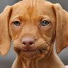 dogthingsalways