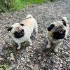 Double_Puggle