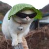 Dr Ranked